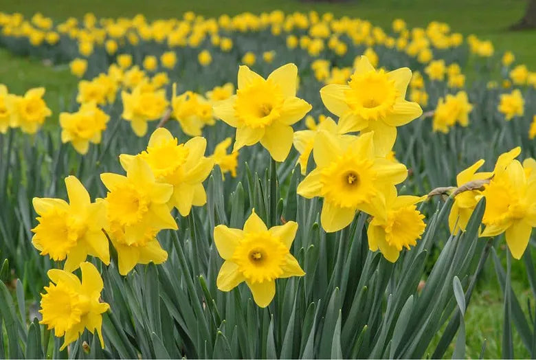 Daffodils - bunch