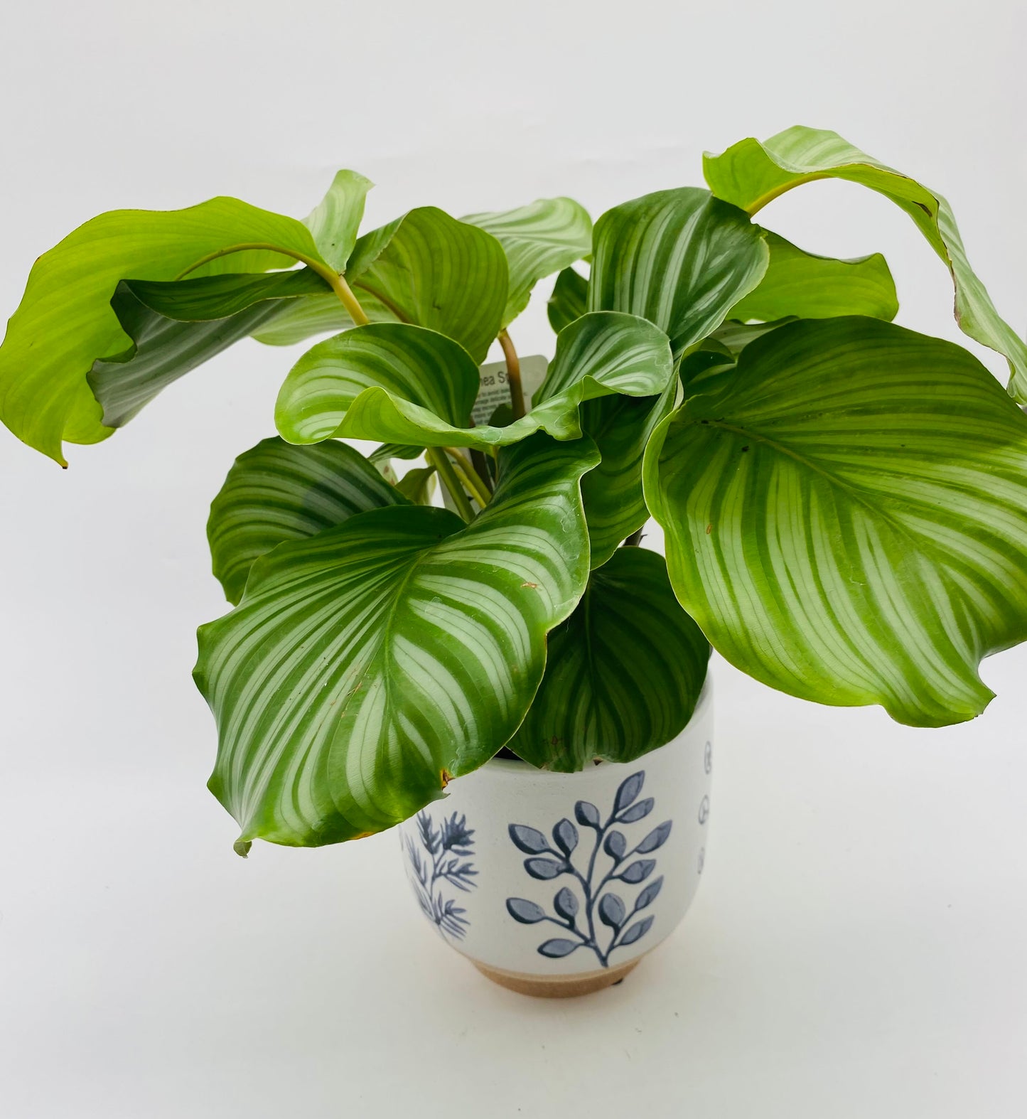 6" Potted Plant *vessel sold separately*