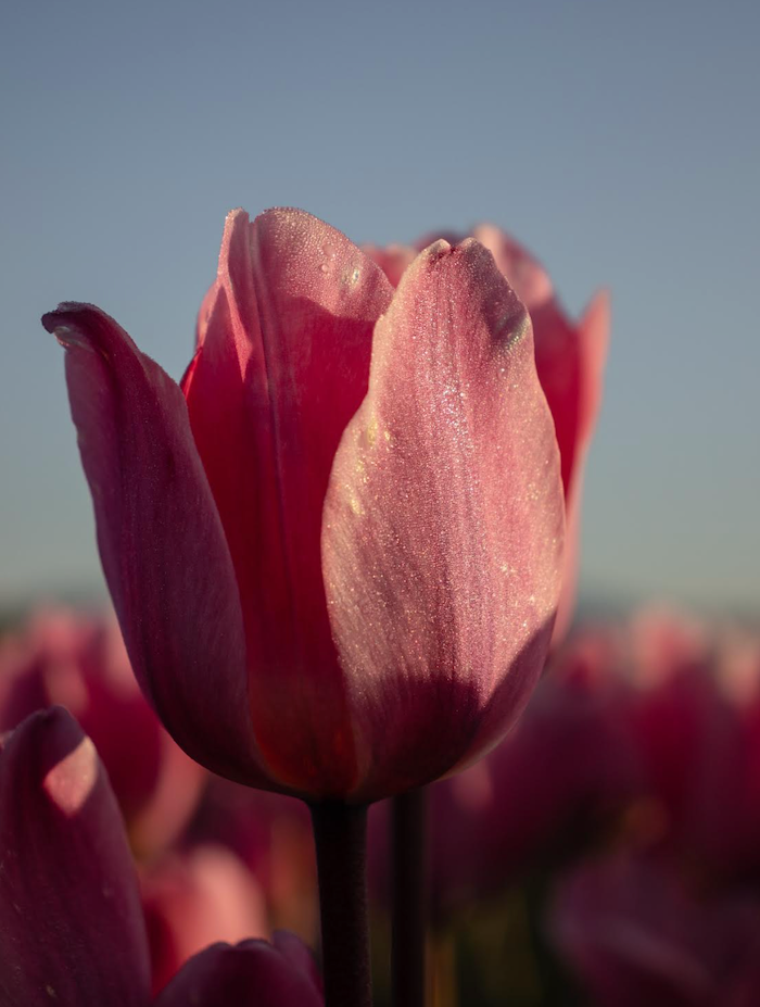 Martini Brunch + bLoom 4/10 6-8PM