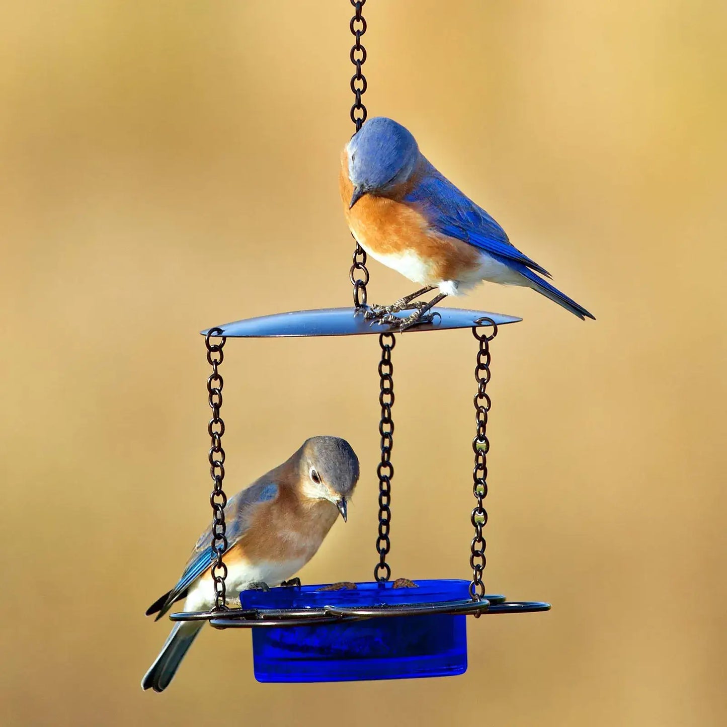 Mosaic Birds Floral Bird Feeder Cobalt