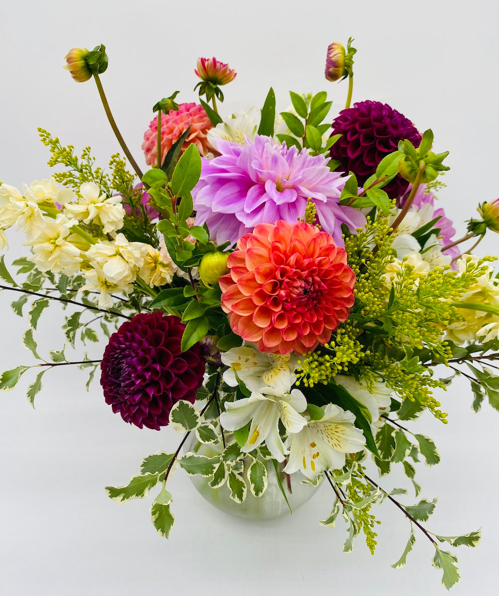 Dahlia Dance