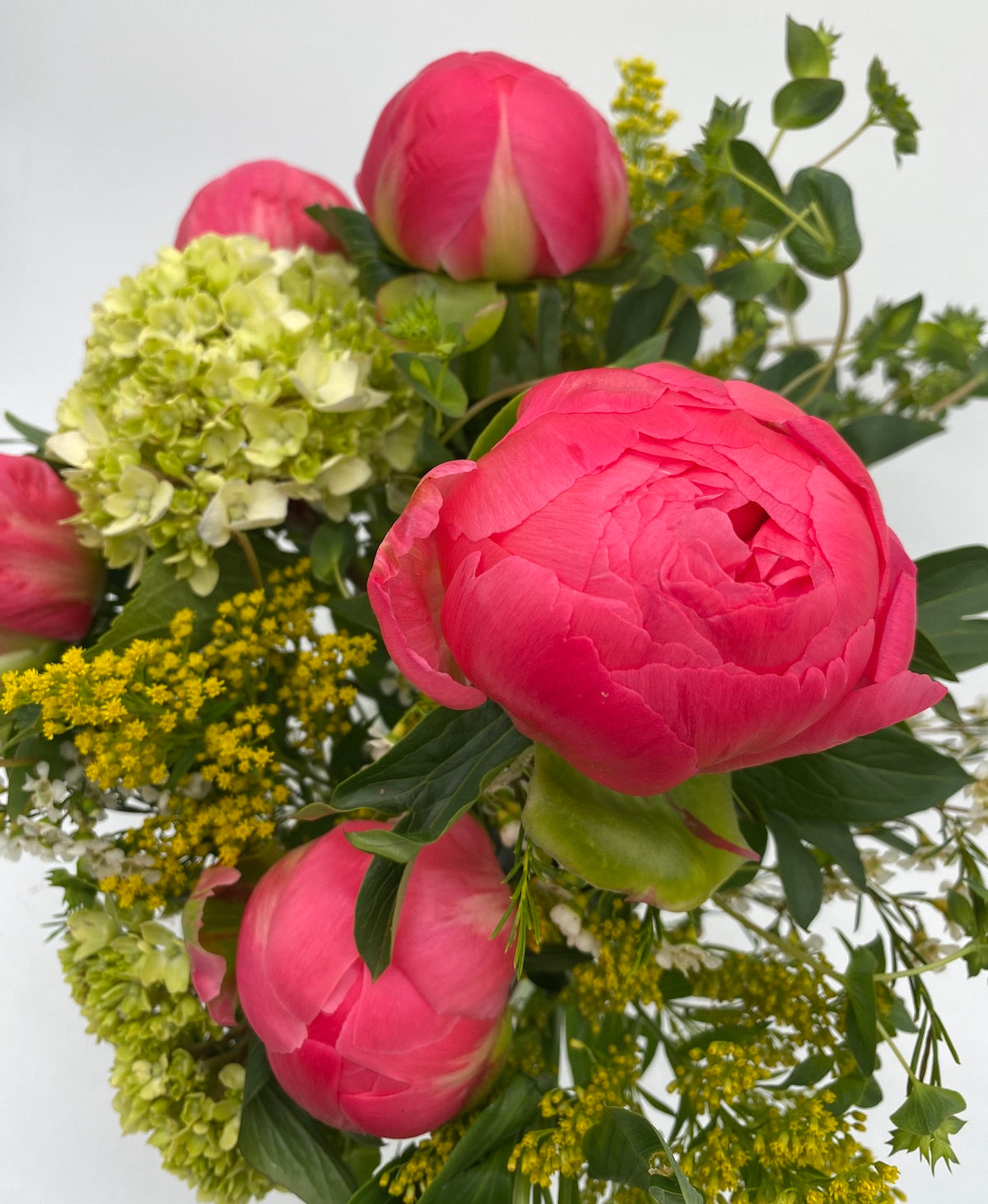 Peony Wishes