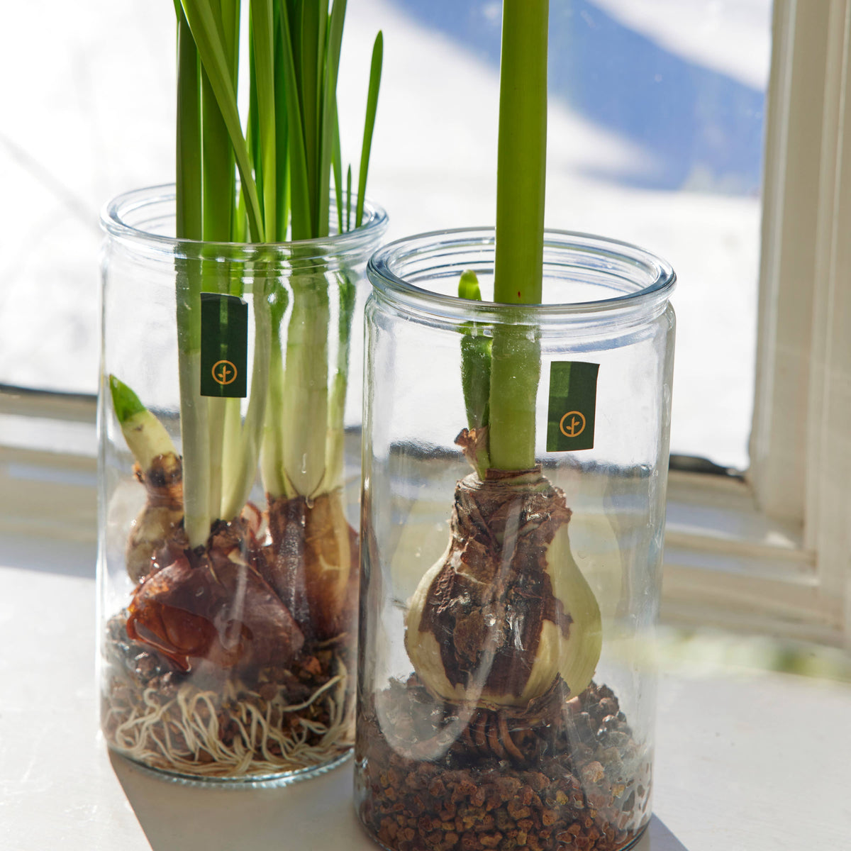 Winter Bulb Kit