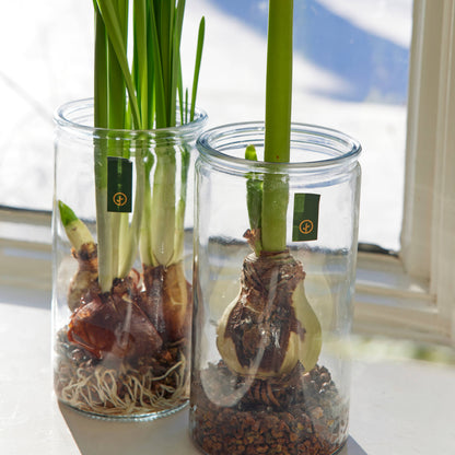 Winter Bulb Kit