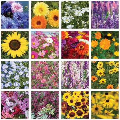 Help Hummingbirds Pollinator Wildflower Seed Packets