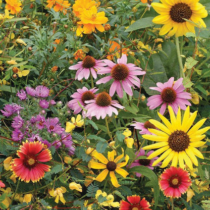 Bird & Butterfly Mix Seed Packets