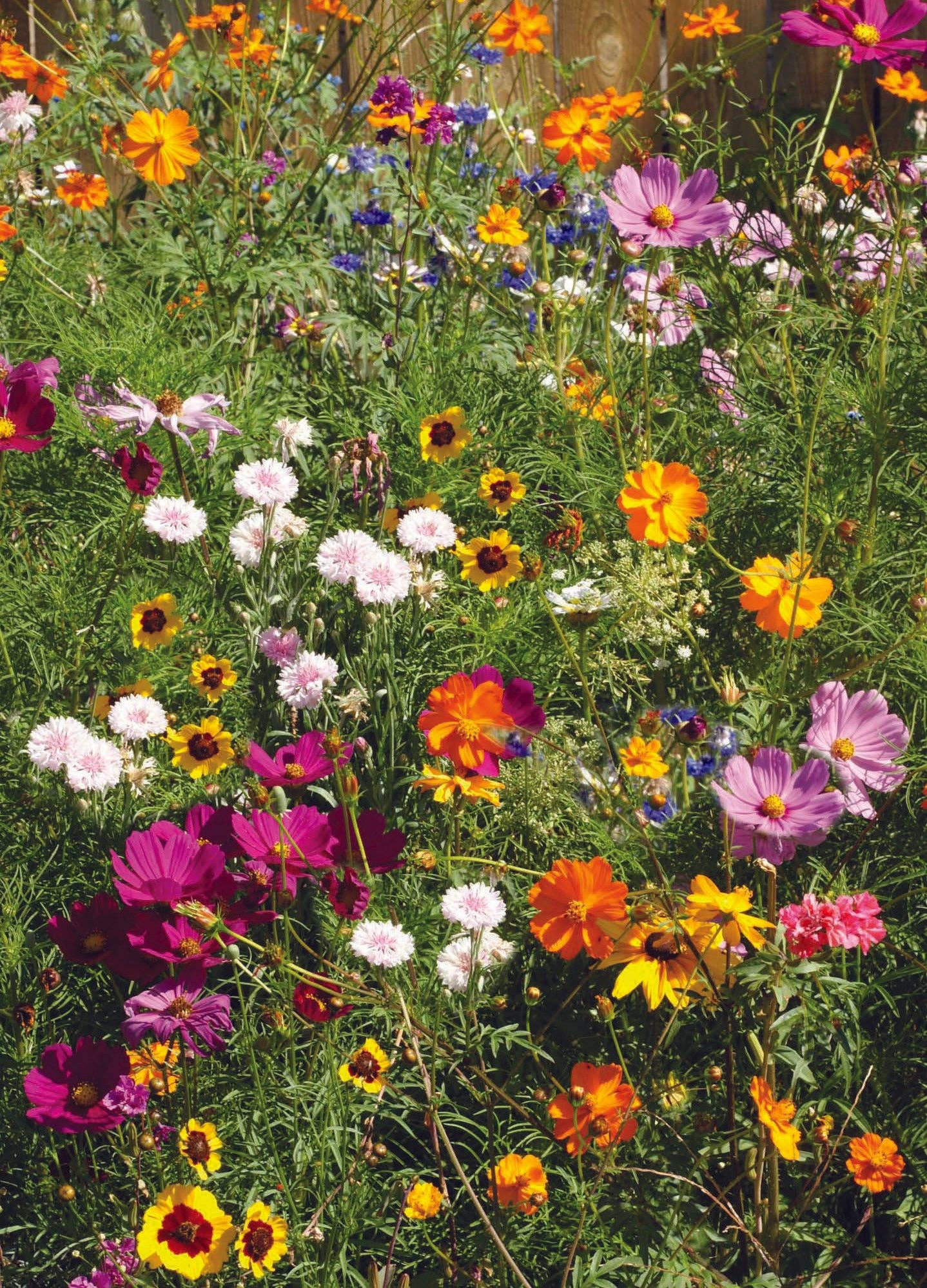 The Earth Laughs in Flowers Wildflower Mix Seed Packets