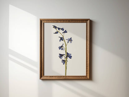 Pressed Flower Art Print - Blue Delphinium