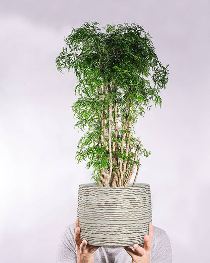 Large White Wavy Ripple Planter