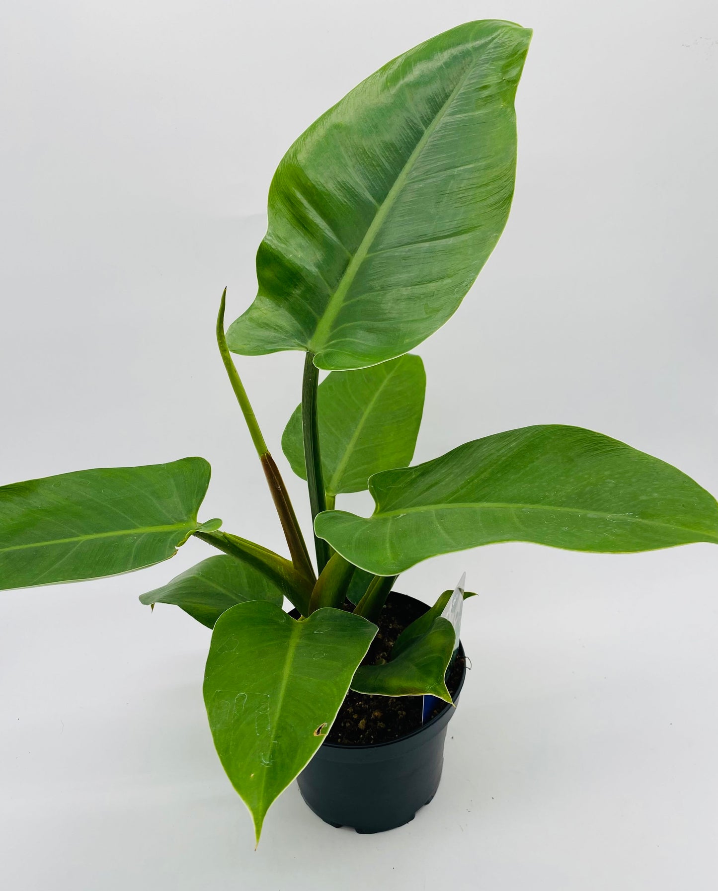 6" Potted Plant *vessel sold separately*