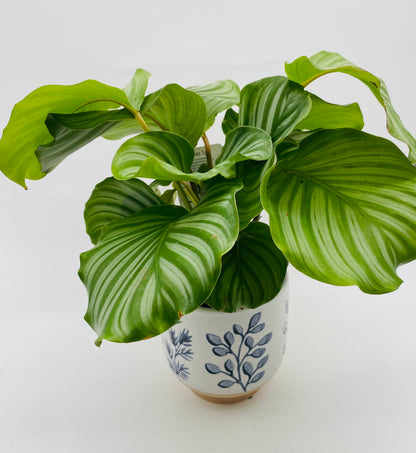 6" Potted Plant *vessel sold separately*