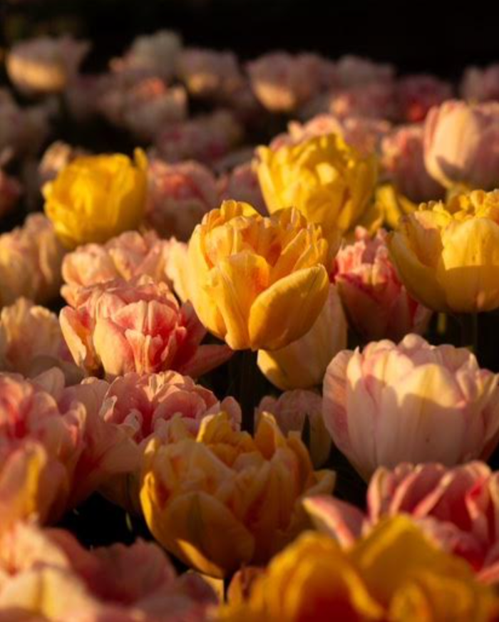 Martini Brunch + bLoom 4/10 6-8PM