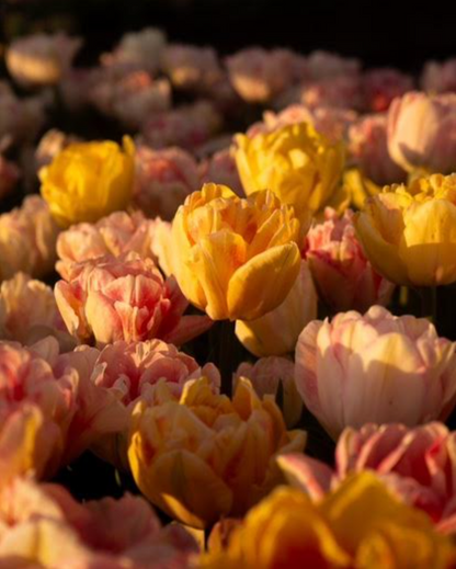 Martini Brunch + bLoom 4/10 6-8PM