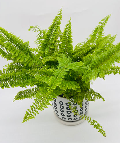 6" Potted Plant *vessel sold separately*