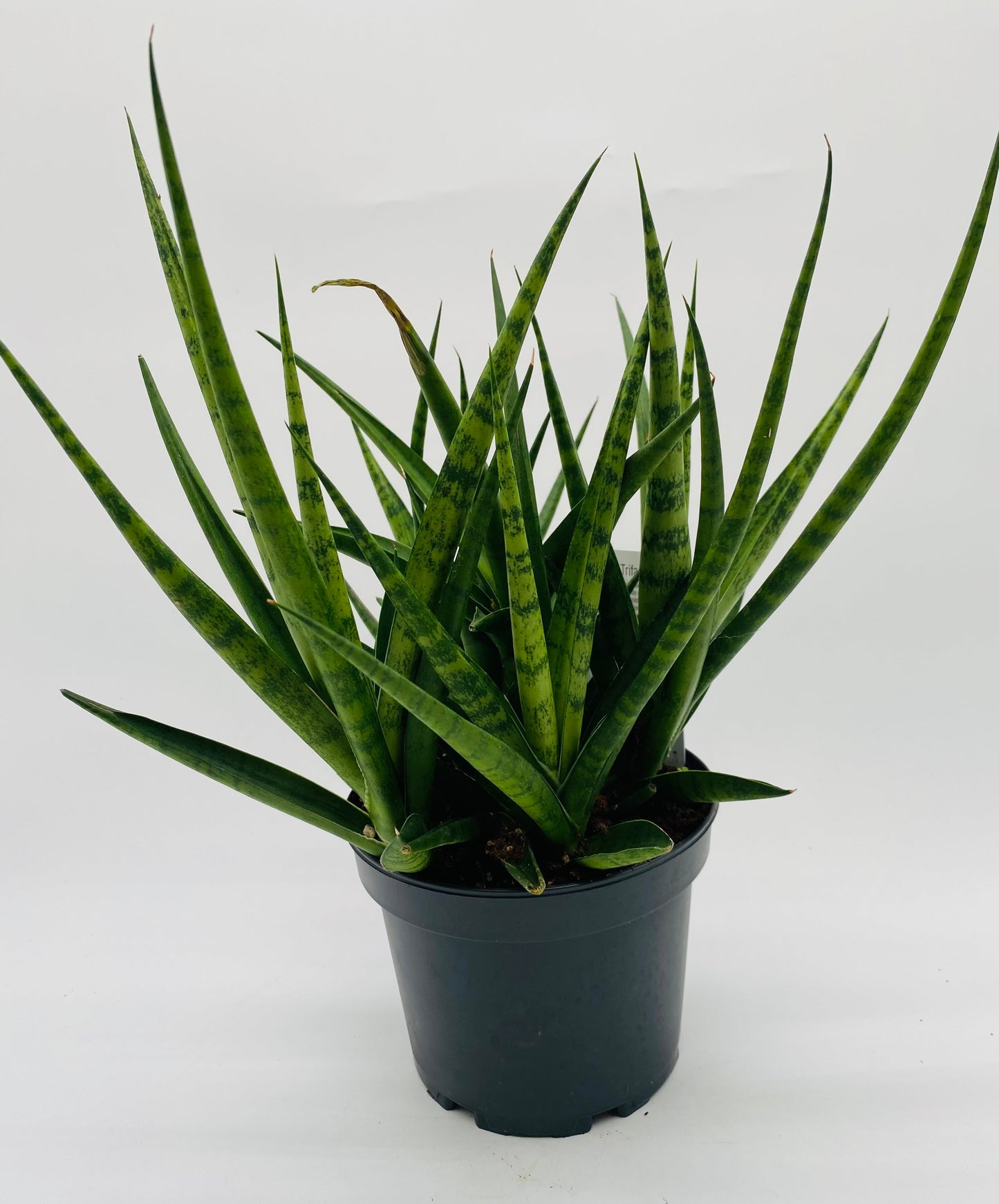 6" Potted Plant *vessel sold separately*