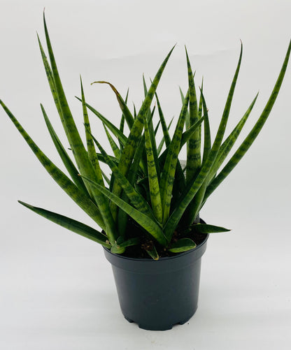 6" Potted Plant *vessel sold separately*